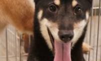 SHIBA (black)
