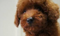 Toy poodle (red)