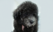 Toy poodle (silver)