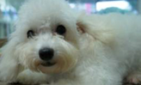 Teacup poodle (white)