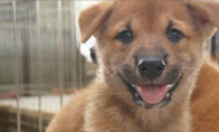SHIBA (brown)