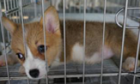 Miniature corgi