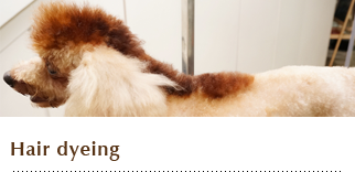 Hair Dyeing